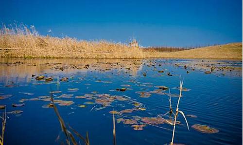 崇明东滩湿地公园_崇明东滩湿地公园门票65岁老人优惠政策